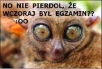 SESJA!
